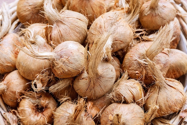 پیاز زعفران