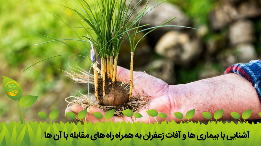 مبارزه با آفات زعفران
