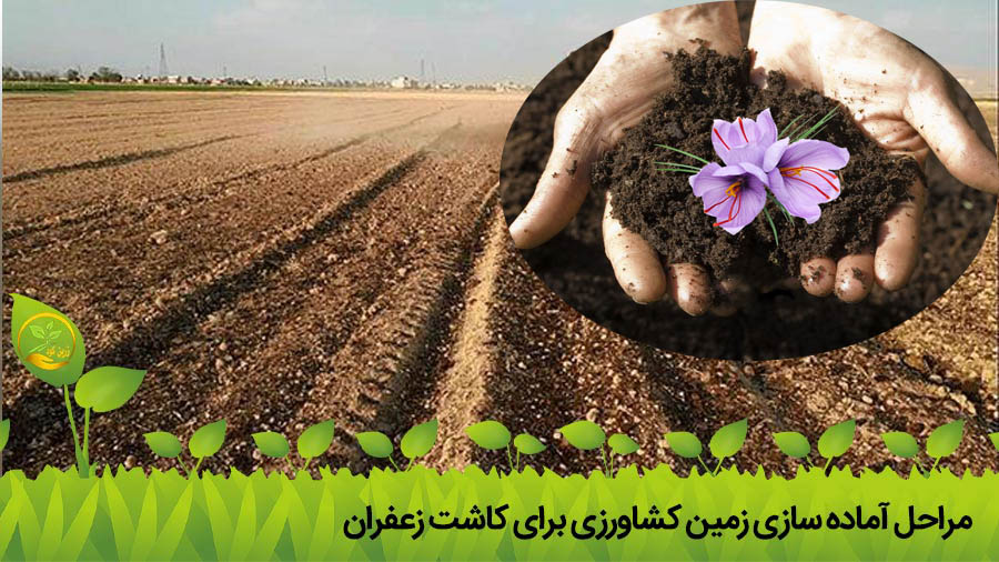 زمین کاشت زعفران