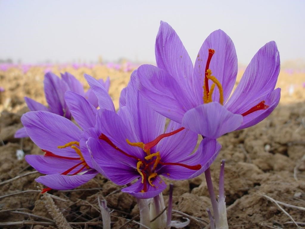 زعفران