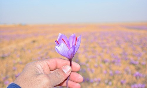 ترکیبات شیمیایی کلاله زعفران