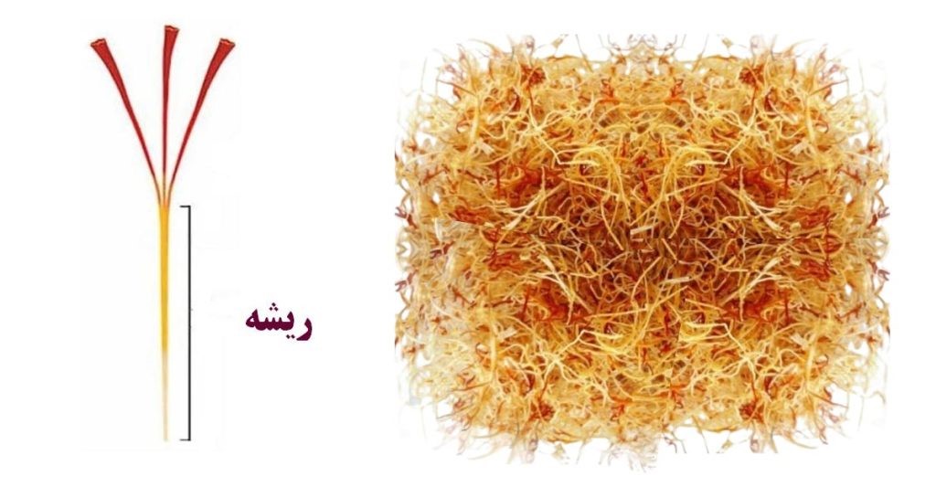 برداشت زعفران سفید