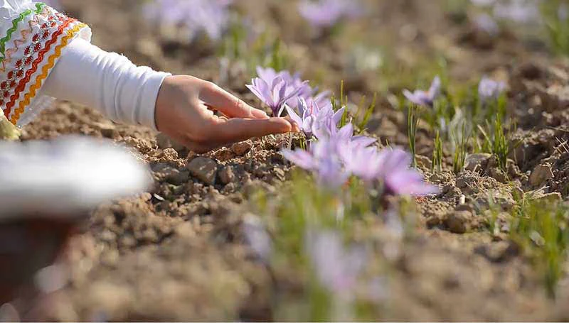 پیاز زعفران