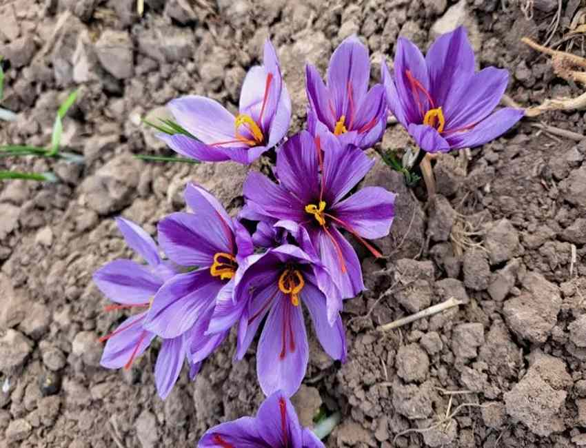 آماده‌سازی زمین