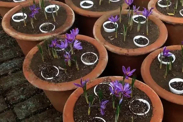 برداشت زعفران از هر گلدان