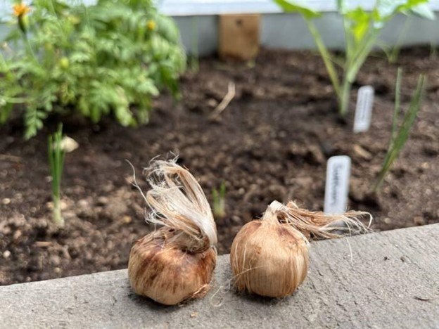 چگونه وجود کنه در پیاز های زعفران را تشخیص دهیم؟