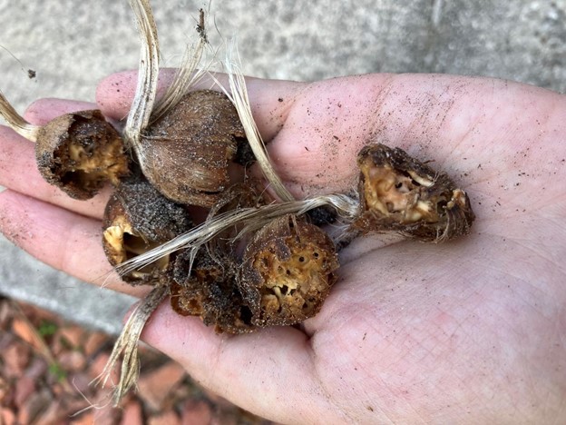 کنه پیاز زعفران چیست؟