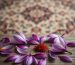 مهم‌ترین خواص گلبرگ زعفران: گنجینه‌ای ارزشمند از طبیعت ایران