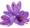cropped-saffron