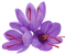 cropped-saffron